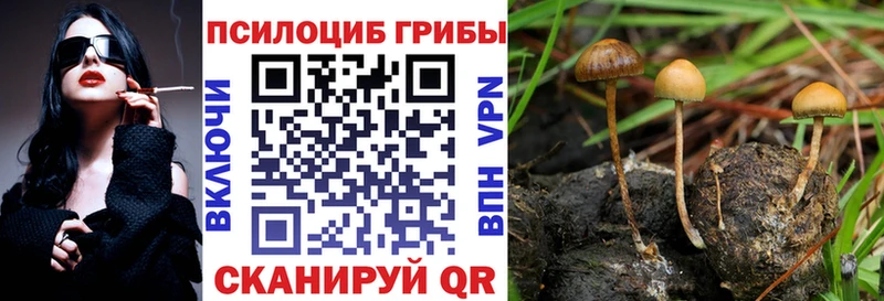 Галлюциногенные грибы Psilocybine cubensis  Богородск 